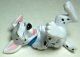 Dalmatian puppy on his back Disney PVC figure (white paws)